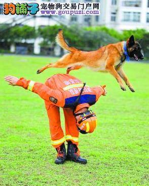 养犬训犬七百日 只为用在一瞬间