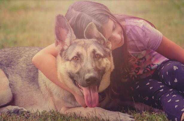 这样的德国牧羊犬比较纯正 挑选时需注意