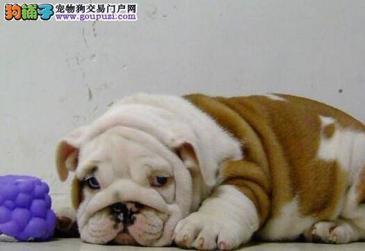 新手请教，斗牛犬不吃东西总睡觉没事吧