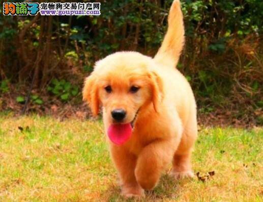 怎样区分金毛犬和拉布拉多犬