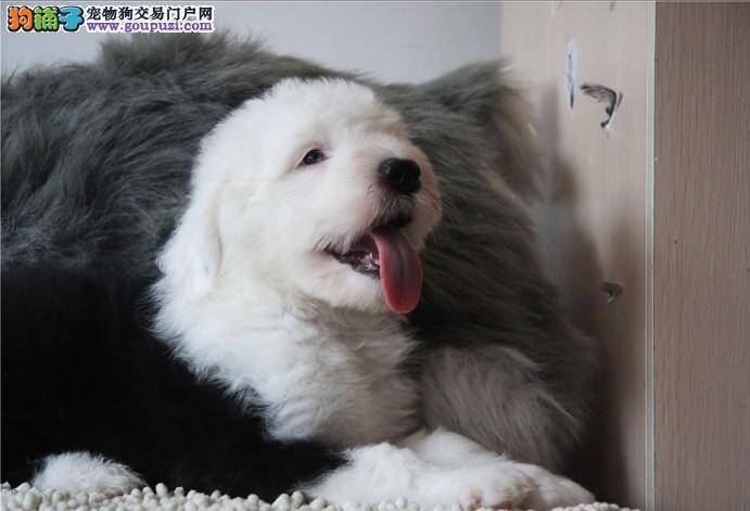 古代牧羊犬最近大便有点干怎样缓解一下