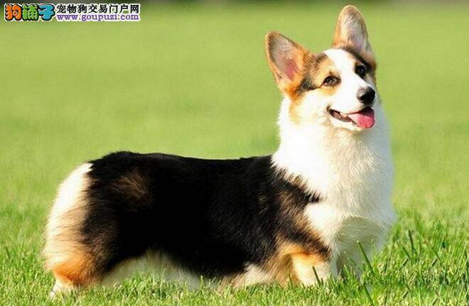 先了解柯基犬特征 再决定是否饲养