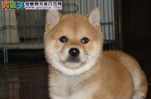 孕期护理基础知识 柴犬怀孕后的护理工作如何进行