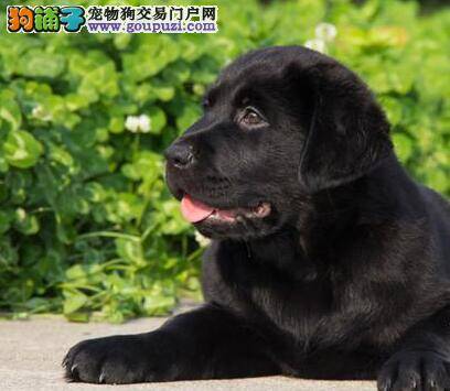 怎么训练小拉布拉多犬使它变的更加听话