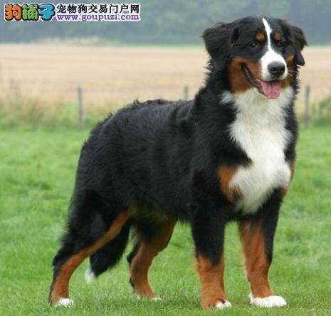 防治伯恩山犬耳朵发炎的方法