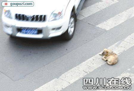 流浪狗趴在路中间送它到小动物救助站