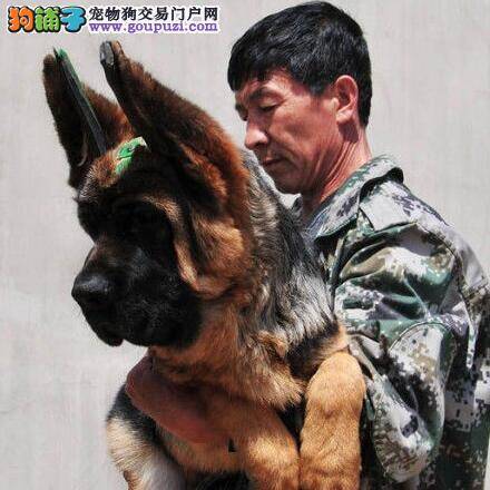 德国牧羊犬最近有点上火应该怎么治疗