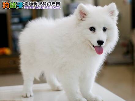 银狐犬不吃东西，喝水还呕吐该怎么办