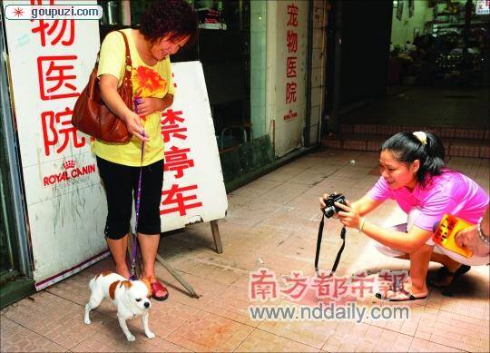 多犬狗主出招为应对《广州市养犬管理条例》