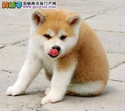 怎样让秋田犬在运动中获得快乐与满足