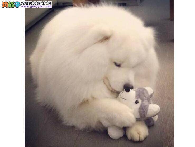 让爱犬萨摩耶毛发柔顺光亮的方法
