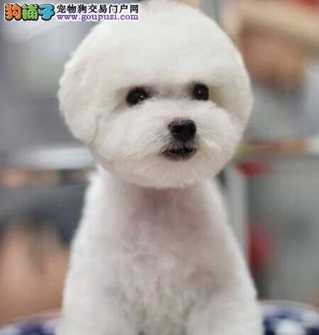 比熊犬睡觉时鼻子呼吸声很大是感冒了吗