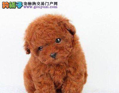 贵宾犬大便带血是为什么，求医治方法