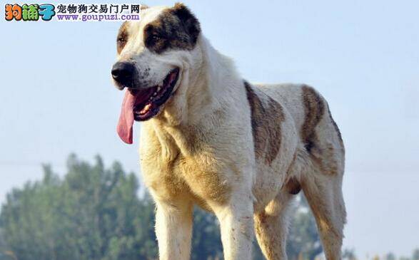 宠物狗饲养大百科 中亚牧羊犬补钙期间应注意些什么