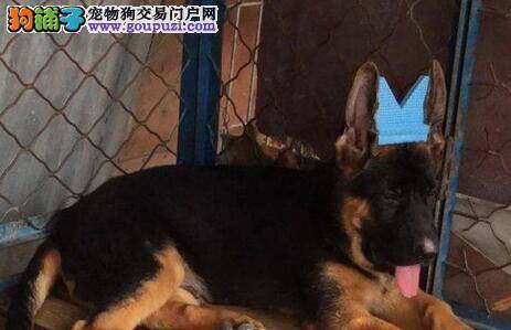 忠诚伙伴 德国牧羊犬适合家养吗