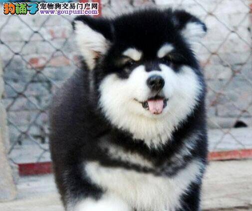 如何给阿拉斯加犬挤肛门腺 求解答