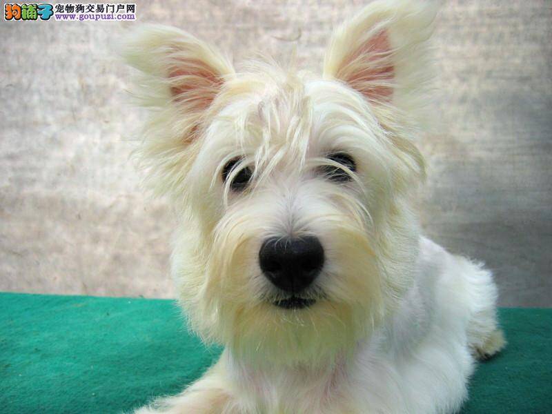 请专家推荐一下西高地打什么疫苗好