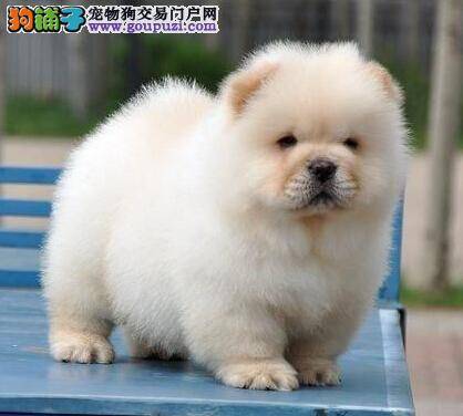 通过观察松狮犬的外观和形态选择优秀的品种