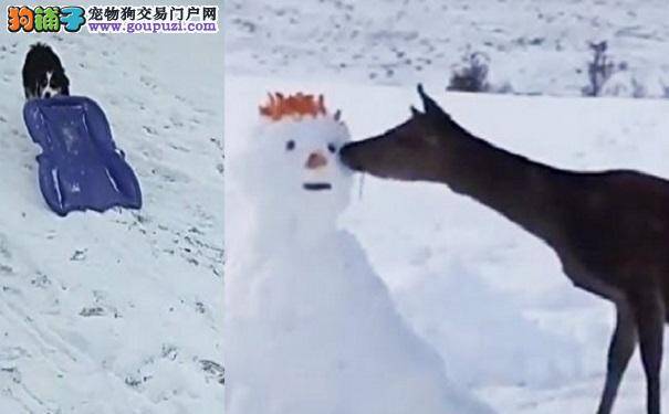 白色狂欢节来了 鹿和熊猫遇“怪物” 牧羊犬自助滑雪