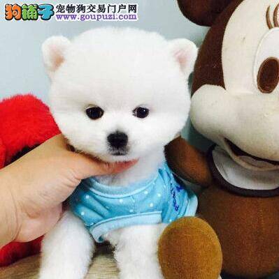 博美犬吃骨头后吐了，没精神没事吧