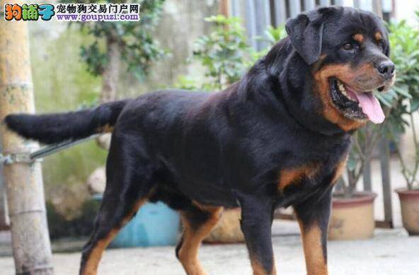 罗威纳犬细小康复后，便便很软带血如何治疗