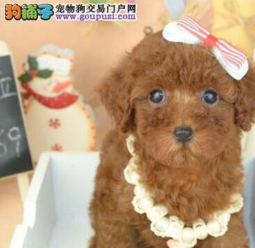 贵宾犬前腿瘸了浑身发抖是怎么回事