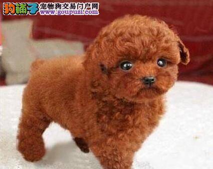 购买贵宾犬可以用哪些方法