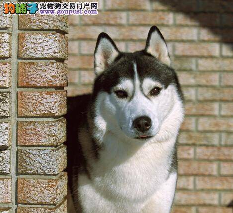 饲养同步训练 照顾年幼的哈士奇需要哪些方法