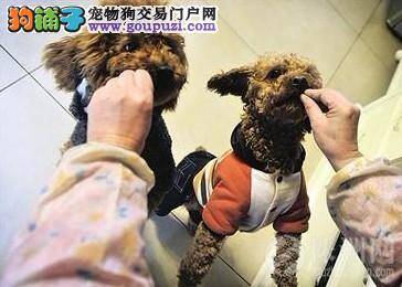 这个春节，杭州一位老人将与100多只被弃猫狗一起过