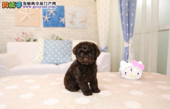 应对炎热好方法 给泰迪犬解暑有什么秘方
