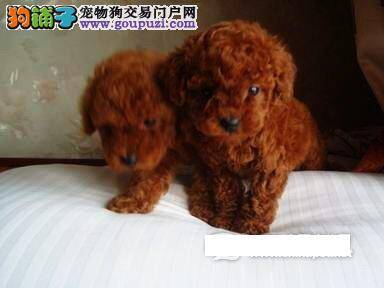 茶杯犬生狗宝宝有什么注意事项