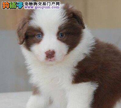 挑选边境牧羊犬最简单的技巧