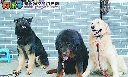 勇敢护主的泰迪犬勇斗歹徒