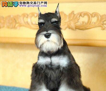 雪纳瑞最近有点站不稳是缺钙还是怎么了