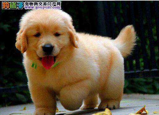 教你如何防止金毛犬伤人