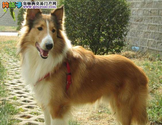 饲主如何护理发情期的苏格兰牧羊犬