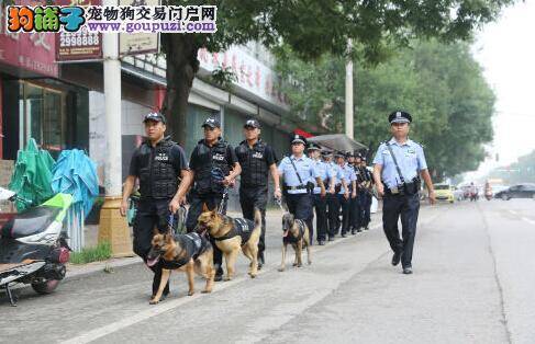为加强社会治安反恐 泰安正式启动警犬上街巡逻机制
