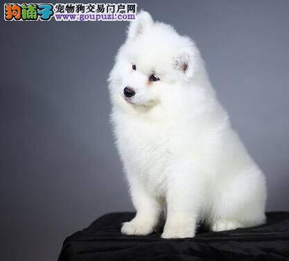 收养萨摩耶成犬有哪些优点和缺点