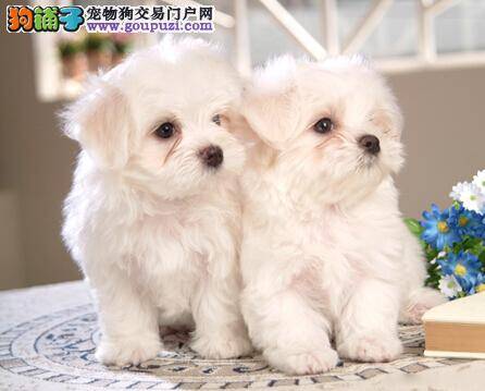 分析中毒的起因 预防比熊犬中毒的悲剧发生