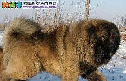 爱宠功课之高加索犬如何避免运动危害