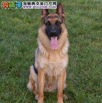 阶段练习法 让你的德国牧羊犬出门不再晕车