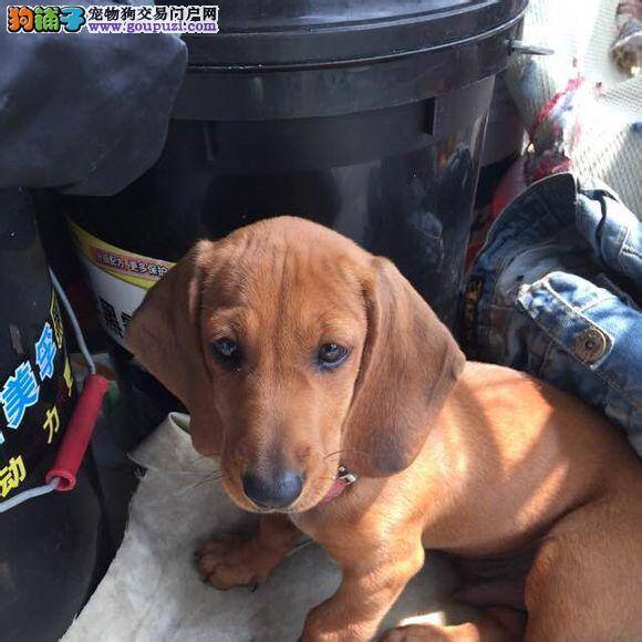 买腊肠犬你必须要弄清楚的一些事情