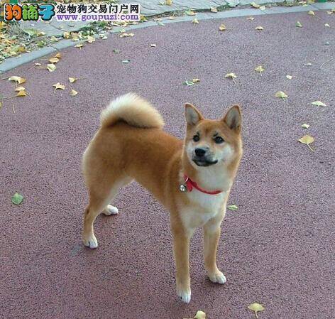 教主人正确应对柴犬肠胃不好的问题