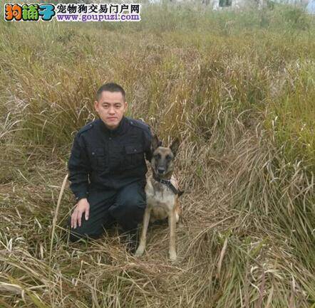 小城犬影 警犬与训导员演绎小城与狗的感人故事