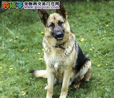 秋季谨防传染病 怎样饲养德国牧羊犬可防病
