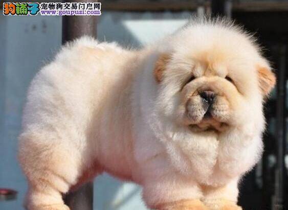 怎样严格的控制好松狮犬的食量