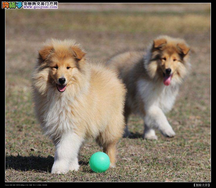 选购苏格兰牧羊犬一定要谨记的事项