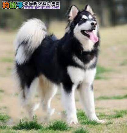 纯种阿拉斯加雪橇犬的四大性格特点