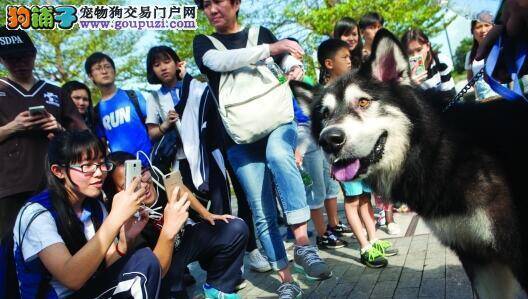 福田区举行狗狗领养活动 大型犬朗朗等待领养