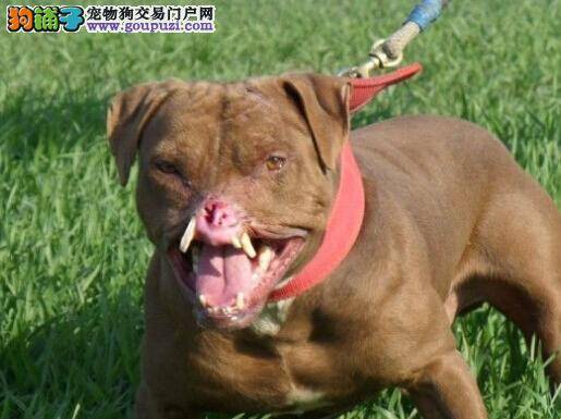 一周一美容 比特犬怎样能变的很漂亮